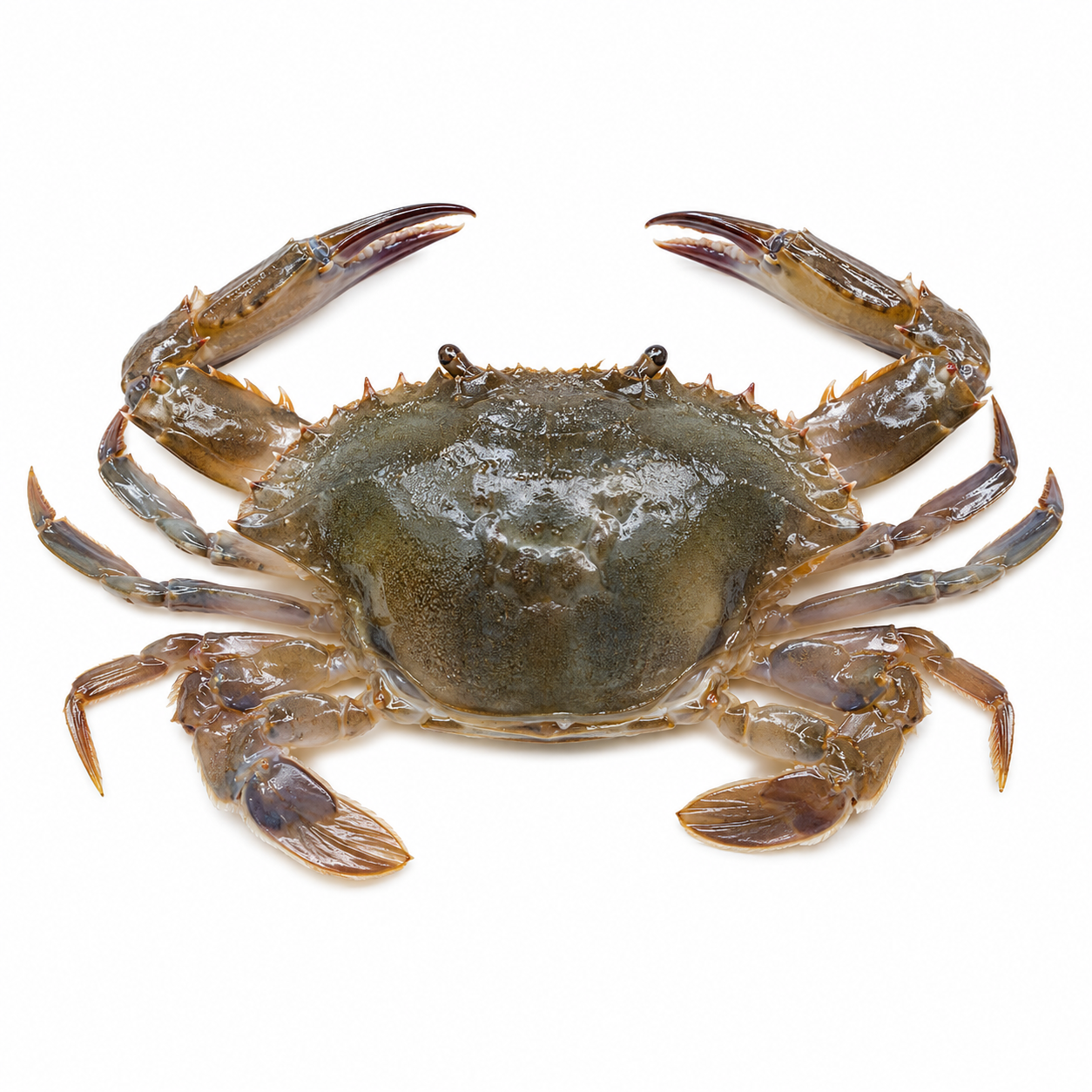 Soft-shell Crab
