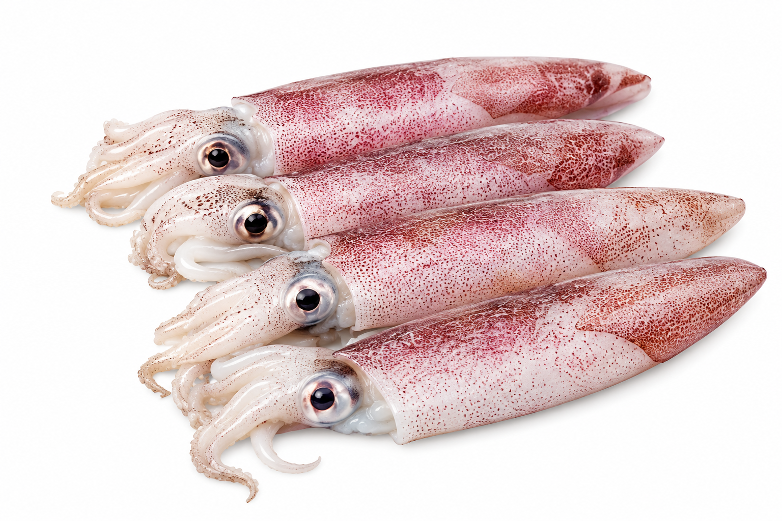 Squid