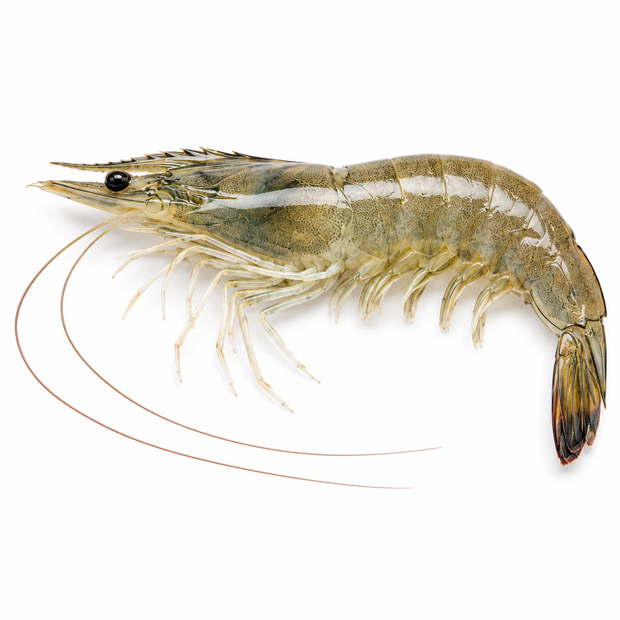 Vannamei Shrimp